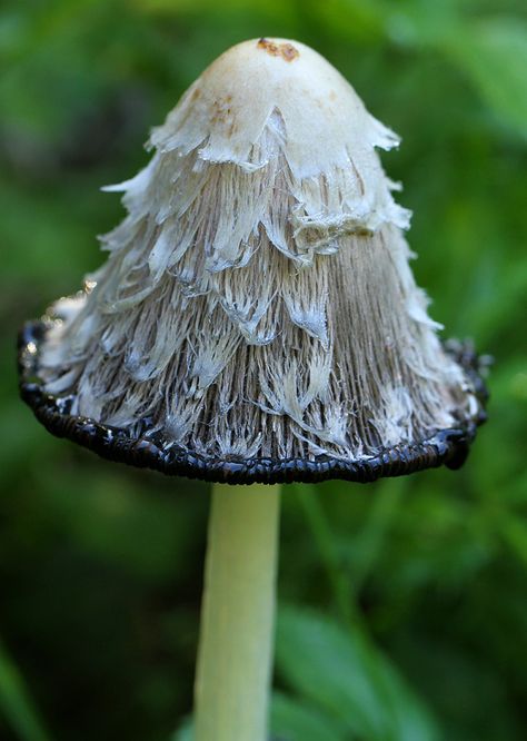 Shaggy Ink Cap Mushroom | Haughmond Hill | by Janie Dibnah Ink Cap Mushroom Hat, Ink Cap Mushroom Drawing, Shaggy Ink Cap Mushroom, Shaggy Ink Cap, Ink Cap Mushroom, Pretty Mushrooms, Inky Cap Mushroom, Aesthetic Generator, Mushroom Costume