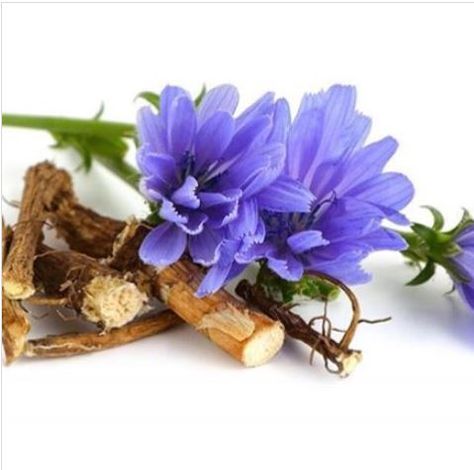 Learn how chicory root can support digestion, act as a prebiotic, help with regular bowel movements, and reduce inflammation in the body. Try chicory coffee for its health benefits! ☕🌸 #ChicoryRoot #DigestiveHealth #Prebiotic #Inflammation #NutritionalBenefits Digestion Tips, Probiotic Skin Care, Digestive Aid, Chicory Coffee, Tula Skincare, Coffee Alternative, Chicory Root, Effective Skin Care Products, Free Coffee