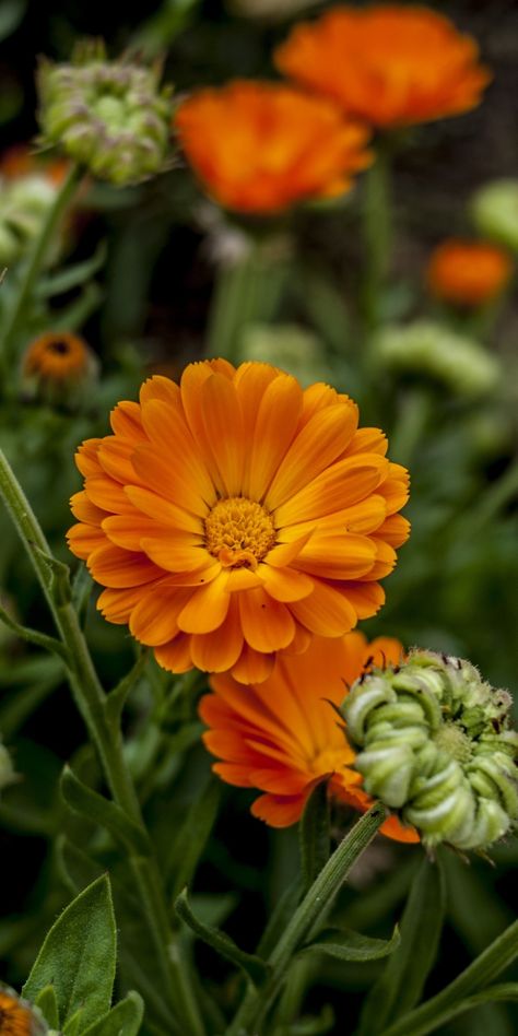 Orange Nature Wallpaper, Orange Flowers Garden, Fruit Wallpaper Photography, Orange Photography, Fruit Artwork, Iphone 5s Wallpaper, Wallpaper Photography, Flowers Orange, Fruit Wallpaper