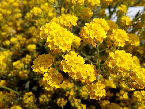 15 Beautiful Yellow Perennials for Your Garden Yellow Perennials, Yellow Milk, Sweet Alyssum, Crape Myrtle, Landscape Edging, Low Maintenance Landscaping, Low Maintenance Garden, Drought Tolerant Plants, Natural Garden