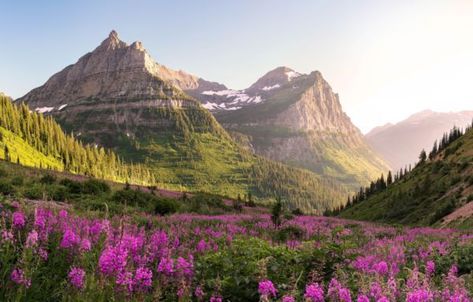 5 epic spots in Glacier National Park without any crowds Grand Canyon Arizona, Porto Rico, Park Ranger, Road Trip Fun, Glacier National, Sierra Nevada, Whale Watching, Glacier National Park, Yellowstone National