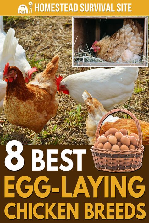 Golden Comet Chicken, Sussex Chicken, Best Laying Chickens, Chickens Backyard Breeds, Leghorn Chickens, Wyandotte Chicken, Laying Chickens Breeds, Best Egg Laying Chickens, Laying Chickens