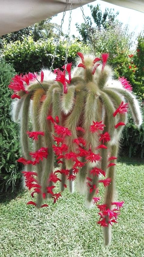 Cleistocactus Winteri ‘Monkey Tail Cactus’ Monkey Tail Cactus, Kaktus Dan Sukulen, Balcony Gardening, Potted Plants Outdoor, Giant Spider, Vertical Gardening, Succulent Gardening, Wonderful Flowers, Unusual Plants