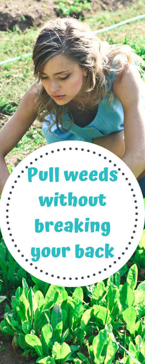 Pull Weeds Without Breaking Your Back Pulling Weeds Hack, How To Pull Weeds Easily, How To Trim Bushes, Trimming Hedges, Killing Weeds, Raking Leaves, Fall Clean Up, Pulling Weeds, Garden Organization