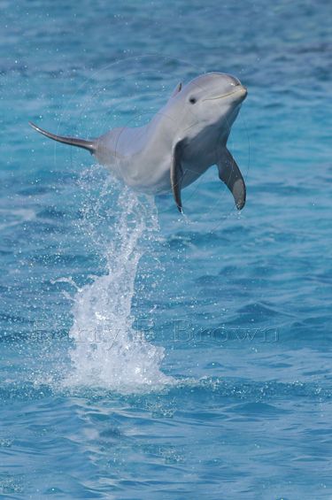 Baby Dolphins | ... Photos » Blog Archive » Jumping Baby Bottlenose Dolphin in Curacao Sea Magic, Jumping Dolphin, Dolphin Images, Baby Dolphin, Swimming With Dolphins, Sentient Beings, Baby Dolphins, Sea Mammal, Water Creatures