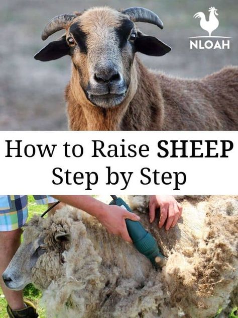 Sheep Shelter, Raising Sheep, Sheep Pen, Suffolk Sheep, Raising Farm Animals, Raising Goats, Sheep Breeds, Sheep Farm, Sheep And Lamb