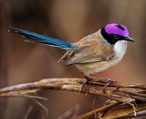 Purple crowned Fairy Wren Purple Crowned Fairy Wren, Blue Tail, Purple Crown, Birds Of Australia, Purple Bird, Brown Bird, Tiny Bird, How To Attract Birds, Australian Birds