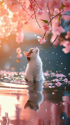 Pretty Phone Wallpaper, Image Chat, Cute Little Kittens, Cat Flowers, Cute Cat Wallpaper, Wallpaper Tumblr, Spring Wallpaper, Pretty Wallpapers Backgrounds, Funny Cute Cats