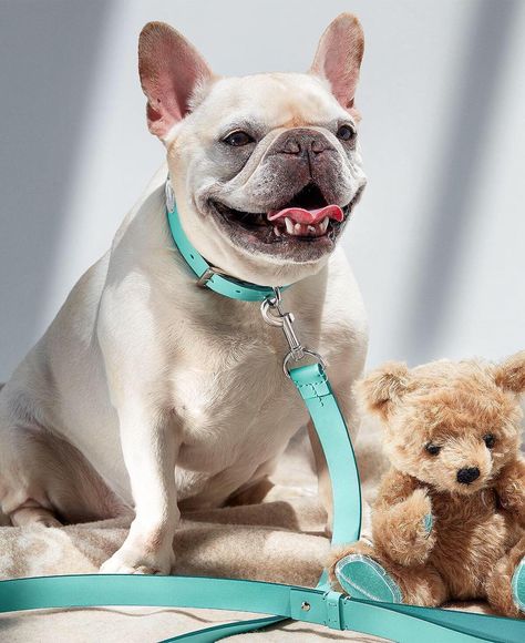 Pup not included. Tiffany x Steiff Return to Tiffany™ Love teddy bear. Introducing our new Home & Accessories collection. #TiffanyEveryDay Shop the link in our bio. 📷: @roeethridge Snow Dogs, Blue Dog, Tiffany And Co, Tiffany Blue, Dog Leash, Dog Accessories, Tiffany & Co., Chihuahua, French Bulldog