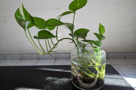 7 Houseplants You Can Grow In Water - No Soil Required Golden Pothos Care, Pothos In Water, Christmas Cactus Care, Indoor Water Garden, Cactus Care, Golden Pothos, Hydroponic Plants, Chinese Evergreen, Pothos Plant