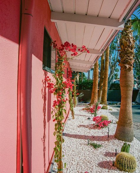 Living the pink life. Our Cruise 2025 collection is set against the vibrant backdrop and playful vibes of Palm Springs! 🩷🌴⁠ ⁠ Sign up to be the first to shop the new collection - link in bio. ⁠ ⁠ ⁠ ⁠ #malvados #palmsprings #lifestyle #floral #travel #vacation Palm Springs Pink, Pink Life, Spring Floral, Travel Vacation, Palm Springs, The Pink, New Collection, Springs, The First