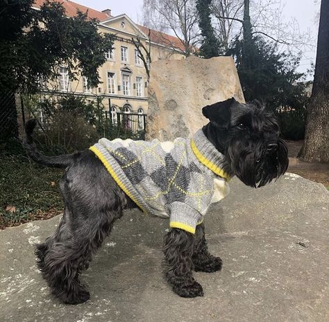 Schnauzer Standard, Black Mini Schnauzer, Scottie Puppies, Schnauzer Breed, Standard Schnauzer, Schnauzer Puppy, Schnauzer Dogs, Very Cute Dogs, Mini Schnauzer