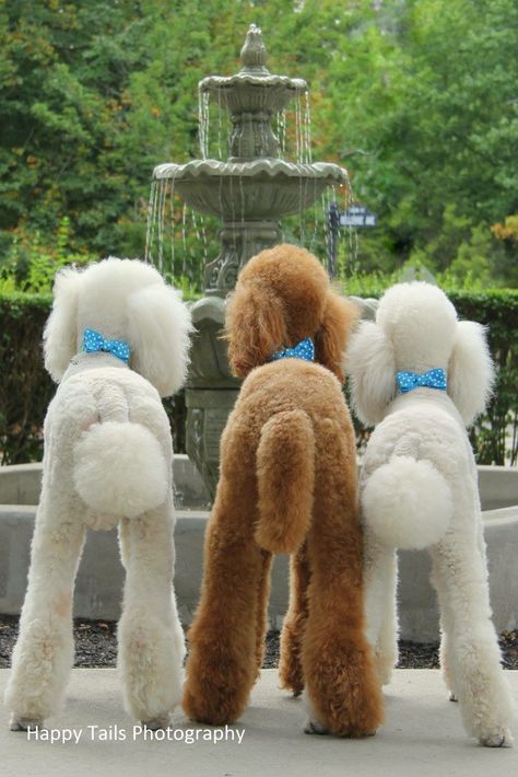 Poodles Standard Poodle Haircuts, Anjing Poodle, Poodle Haircut, Poodle Cuts, Positive Dog Training, Poodle Grooming, Miniature Poodle, Airedale Terrier, Poodle Puppy