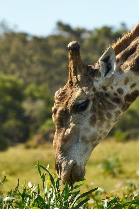 A close up of a giraffe eating grass in a field photo – Free Animal Image on Unsplash Giraffe Eating, Giraffe Images, A Giraffe, Photography Camera, Animals Images, Pictures Images, Aerial View, Camera Photography, Hd Photos