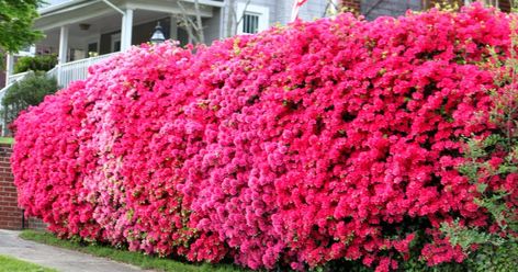 Azalea Hedge, Azaleas Landscaping, Oleander Plants, Front Porch Landscaping, Outside Fall Decorations, Garden Renovation Ideas, Azalea Bush, Colorful Shrubs, Leyland Cypress