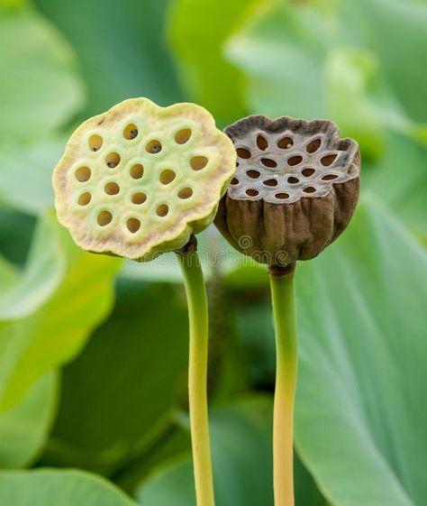 Lotus Background, Lotus Seed, Seed Pods, Lotus, Close Up, Seeds, Stock Images, Flowers, Floral