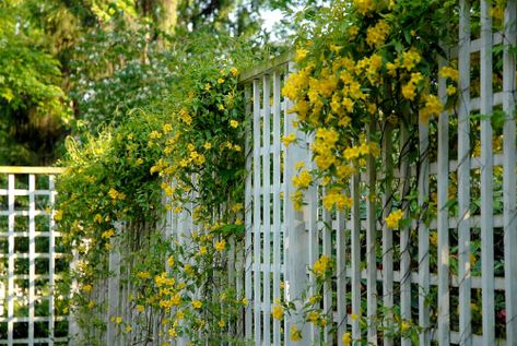 carolina jasmine - good for part shade, fragrant vine! sort of evergreen. grow on fence side with nothing else in box Carolina Jasmine Vine, Gelsemium Sempervirens, Carolina Jasmine, Yellow Jasmine, Climbing Plants Trellis, Jasmine Vine, Vine Trellis, Evergreen Vines, Jasmine Plant