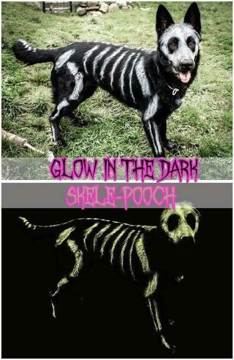 Dog Spider Costume, Dog Skeleton Halloween, Fail Pictures, Spider Dog, Spider Costume, Fail Videos, Halloween Memes, Dog Skeleton, Dog Halloween Costumes