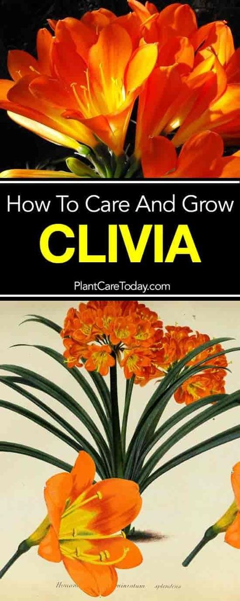 How to grow and care for clivia Clivia Plant, Cactus House Plants, Plants Care, Plant Care Houseplant, Indoor Plant Care, Indoor Flowers, House Plants Decor, House Plant Care, Diy Garden Projects