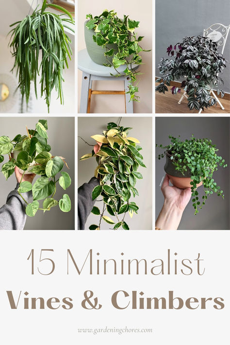 15 Prettiest Indoor Vining And Climbing Plants To Bring Tropical Motifs Vine Plants Indoor Decor, Viney Indoor Plants, Best Indoor Vine Plants, Trailing House Plants Indoor, Cascading Indoor Plants, Ivy Care Indoor, Crawling Plants Indoor, Cascading Plants Indoor, Vining Indoor Plants