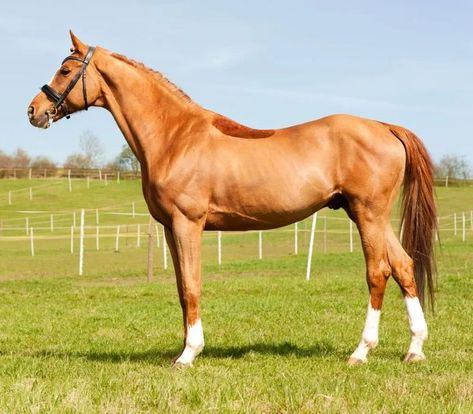 Throughbred Horses, Horse Template, Warmblood Horses, Majestic Horses, Faster Horses, Thoroughbred Racehorse, Royal History, Pony Breeds, Rasy Koni