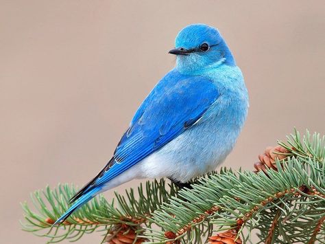 Blue Sparrow Beautiful Bird Wallpaper, Birds Wallpaper Hd, Blue Sparrow, Birds Pictures, Bird Barn, Sparrow Bird, Flying Birds, Animals Pictures, Adorable Wallpapers