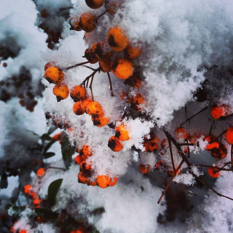 Orange berries in snow.