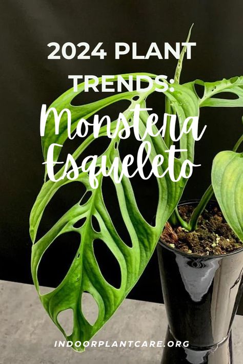 The Monstera Esqueleto is one of the hottest house plants of 2024. Learn more about this house plant and how to care for it here. Monstera Esqueleto Care, Indoor Plants Styling, Philodendron Plant, Unique Houseplants, Indoor Plant Care, Variegated Plants, Houseplants Indoor, House Plant Care, White Leaf