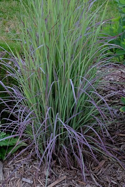 Ornamental Grasses For Shade, Gardening Beds, Purple Perennials, Florida Native Plants, Shade Grass, Pollinator Plants, Deer Resistant Plants, Purple Plants, Cottage Garden Plants