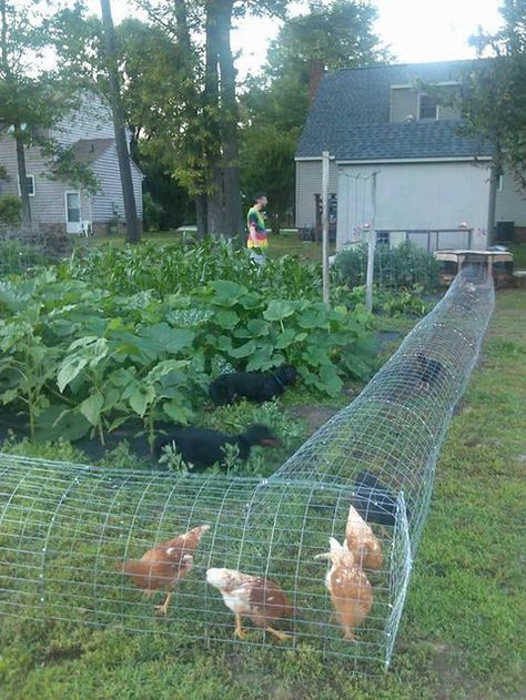 Reban Ayam, Chicken Tunnels, Backyard Chicken Coop Plans, Chicken Coop Designs, Coop Plans, Building A Chicken Coop, Chicken Coop Plans, Backyard Chicken Coops, Diy Chicken Coop