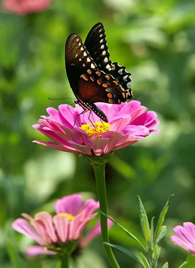 Best Flowers for Butterflies: See the best flowers for butterflies plus learn other ways you can bring more butterflies into your garden. Butterfly In Garden, Flowers For Butterflies, Lantana Plant, Flying Animals, Front Landscape, Mexican Sunflower, Garden Tattoos, Garden Tattoo, Asclepias Tuberosa