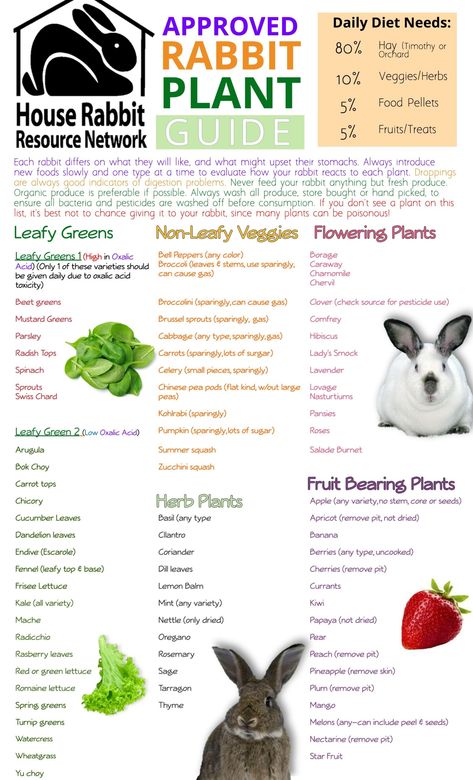 What do Rabbits Eat | Rabbit Diets | House Rabbit Resource Network What Rabbits Can Eat, Safe Foods For Rabbits, Rabbit Diet Chart, Homemade Rabbit Food, Rabbit Pet Care, What Do Bunnies Eat, Rabbit Care For Beginners, Rabbit Knowledge, Rabbit Essentials