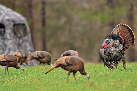 Aggressive Turkey Calling Tactics for 6 Hunting Scenarios Hunting Hacks, Turkey Pics, Hunting Turkey, Hunting Calls, Bow Hunting Deer, Quail Hunting, Deer Hunting Tips, Turkey Calling, Types Of Hunting