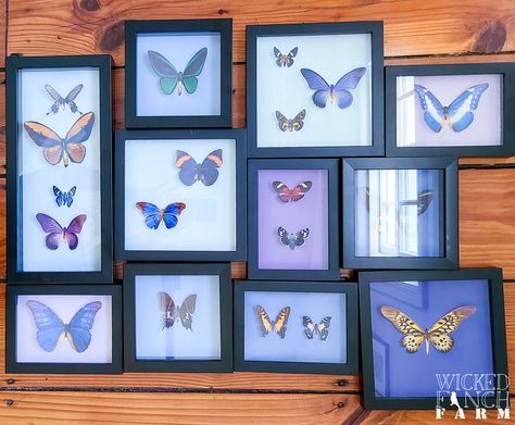 Goth Decor Diy, Faux Taxidermy Diy, Taxidermy Diy, Photos Of Butterflies, Victorian Gothic Decor, Butterfly Exhibit, Small Frames, Butterfly Taxidermy, Insect Taxidermy