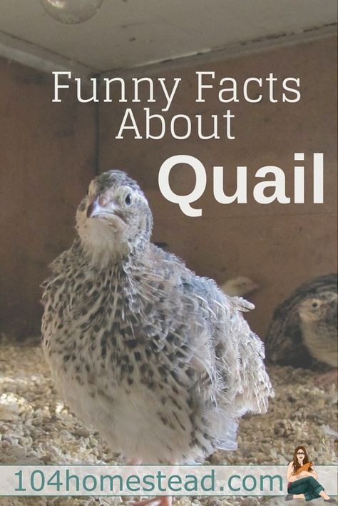 Many things the quail do will scare the bejeezus out of you when they first do it. That's why I felt it was my duty to give you a heads up with these funny facts about quail. Coturnix Quail, Button Quail, Quail Coop, Raising Turkeys, Raising Quail, Raising Farm Animals, Keeping Chickens, Urban Homesteading, Quail Eggs