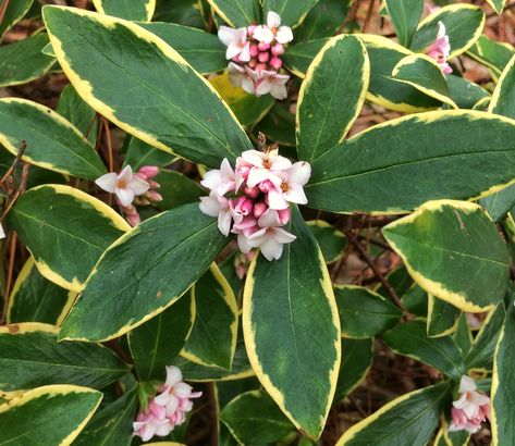 Things aren't always cold and dreary in the winter. Winter Daphne, Daphne Flower, Daphne Odora, Daphne Plant, Shrubs For Landscaping, Winter Shrubs, Shade Tolerant Plants, Climbing Hydrangea, Amaryllis Bulbs