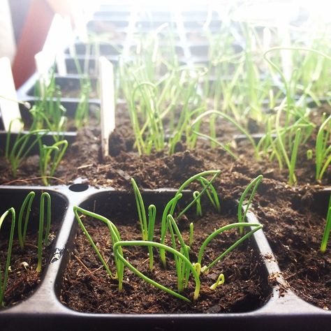 growing onions - trim the tops to 2" when they reach 5" tall Onion Growing, Onions From Seed, Leek Plant, Mock Orange Shrub, Growing Leeks, Growing Onions From Seed, California Gardening, Veggies Garden, Sunny Funny