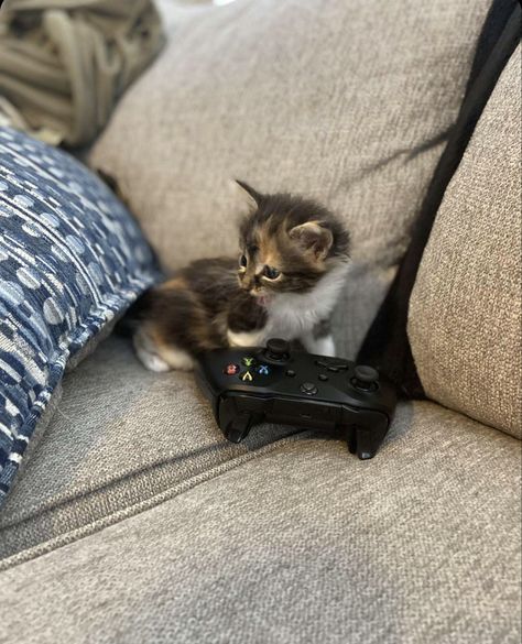 Kitten sitting on a couch holds a paw over a button on a video game controller Cat With Xbox Controller, Box Video, Playstation Controller, X Box, Xbox Controller, Video Game Controller, Game Controller, Pretty Cats, Xbox 360