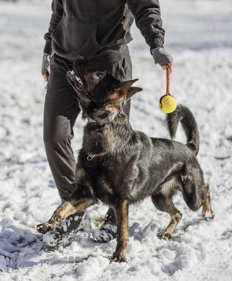 Working Line Gsd, Working Dog Aesthetic, German Shepherd Service Dog, Dog Training Aesthetic, Protection Dog Training, K9 Handler, Baby German Shepherds, Dog Biting Training, Trained Dog