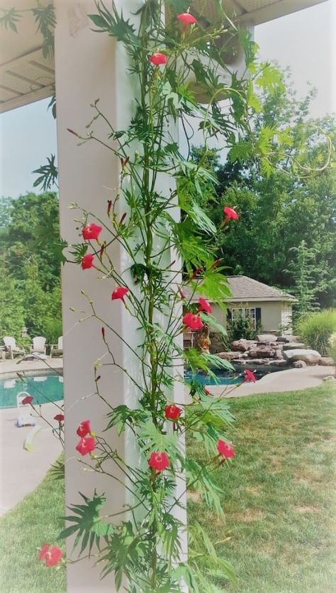 Cardinal Climber Vine, Climbers Plants, Cardinal Vine, Garden Plants Ideas, Garden Education, Bike Painting, Cypress Vine, Pot Gardening, Climber Plants