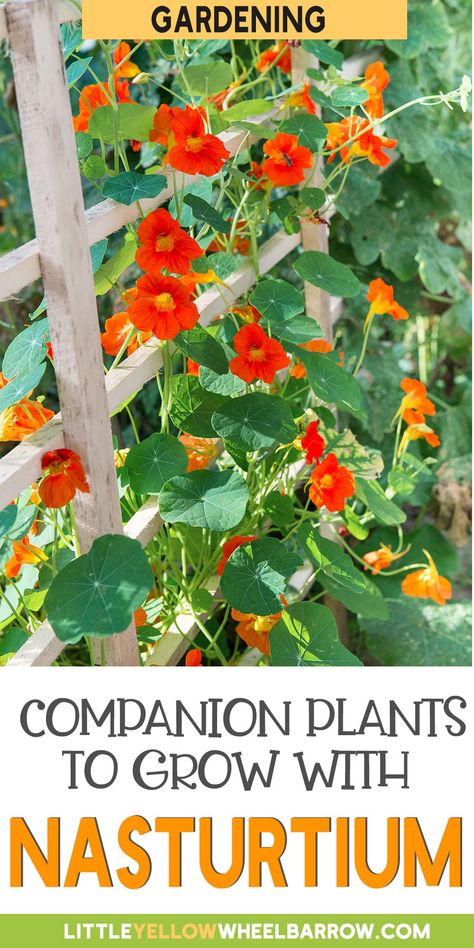 Best Companion Plants, Potato Gardening, Garden Companion Planting, Medicinal Garden, Garden Flower Beds, Vegetable Garden Planning, Companion Plants, Garden Kit, Garden Veggies