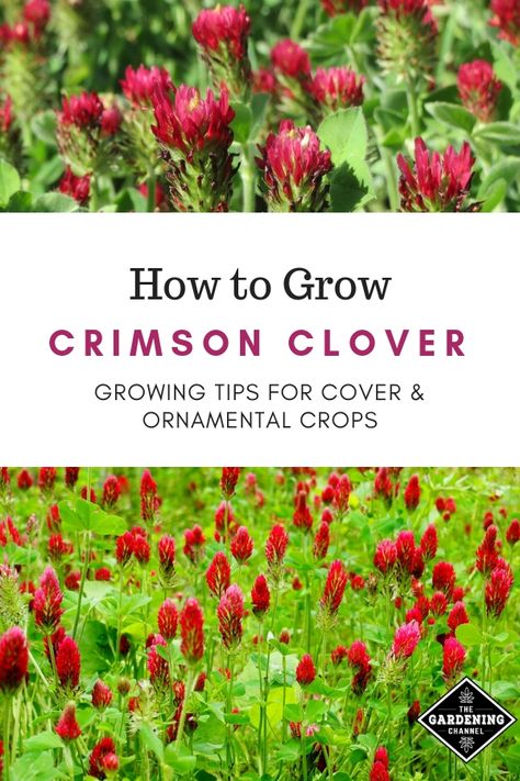 Crimson clover makes a beautiful ornamental plant and cover crop. Learn more on how to grow and reasons to grow crimson clover. #gardeningchannel #gardening #covercrop #ornamentalflowers #flowergardening Clover Lawn, Crimson Clover, Clover Plant, Plant Bud, Flower Pot Design, Clover Flower, Garden Types, Wildflower Garden, Annual Flowers