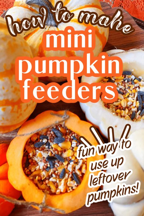 Pumpkin Bird Feeder, Bird Pumpkin Carving, Fall Kids Activities, Easy Pumpkin Crafts, Pumpkin Bird, Bird Pumpkin, Pumpkin Patch Craft, Diy Projects For Fall, Pumpkin Games