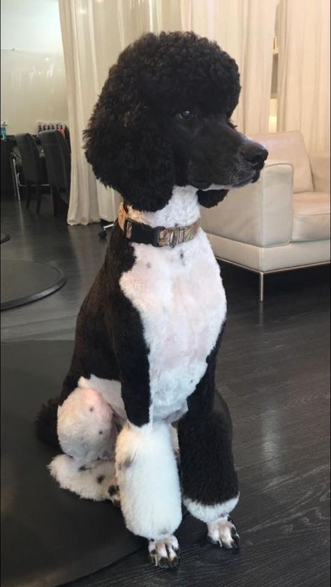 Poodle Fursona, Standard Poodle Haircut Styles, Poodle Aesthetic, Poodle Puppy Cut, Standard Poodle Cuts, Standard Poodle Grooming, Standard Poodle Haircuts, Poodle Haircut Styles, Goldendoodle Grooming