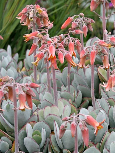 Cotyledon orbiculata 'Cinderella' - Pig's Ear-MEXICAN CACTUS Flap Jack, Cotyledon Orbiculata, Courtyard Plants, Pig Ears, Cactus Planta, Types Of Succulents, Farmhouse Garden, Desert Garden, Garden Images