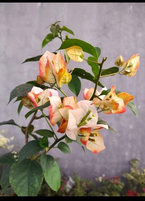 Bougainvillea Chitra family Bougainvillea Bonsai, Bonsai Ideas, Botanical Plants, Casas Coloniales, Handmade Paper Crafts, Bougainvillea, Flower Market, Nature Aesthetic, Handmade Paper