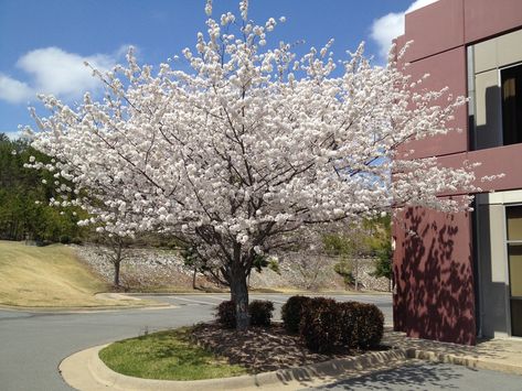 Prunus X Yedoensis, Tulip Magnolia, Soil Texture, Plant Problems, Simple Leaf, Black Tulips, Clay Soil, Leaf Coloring, Yellow Leaves