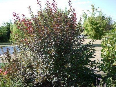 Purple Leaf Sand Cherry Care - How And When To Prune Plum Leaf Sand Cherries Moss Lawns, Farming Hacks, Purple Leaf Sand Cherry, Sand Cherry, Moss Lawn, Prune Plum, Plum Leaves, Cherry Plant, Growing Moss