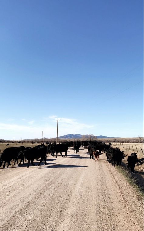 Lewistown Montana, Livingston Montana, Montana Travel, Historical Museum, Reading Pa, Traffic Jam, Livingston, Travel Inspo, Montana