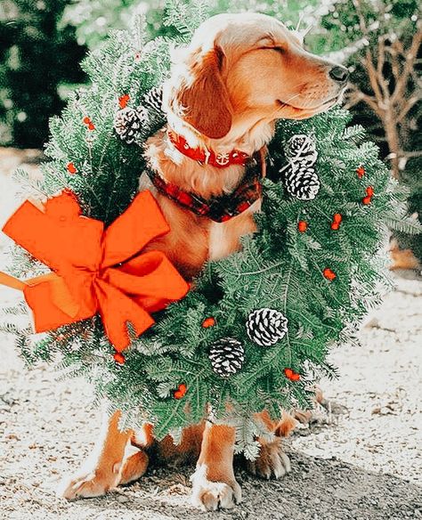 Dog Photo Christmas Cards, Dog Christmas Photos, Dog Christmas Pictures, Christmas Card Pictures, Photos With Dog, Dog Christmas Card, Dog Photoshoot, Family Holiday Photos, Christmas Puppy